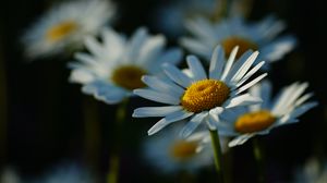 Preview wallpaper daisies, petals, flowers, stems, blur