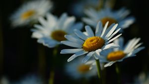 Preview wallpaper daisies, petals, flowers, stems, blur