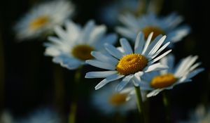 Preview wallpaper daisies, petals, flowers, stems, blur