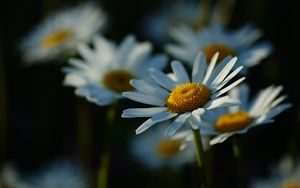 Preview wallpaper daisies, petals, flowers, stems, blur