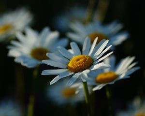 Preview wallpaper daisies, petals, flowers, stems, blur
