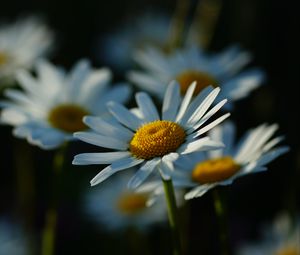 Preview wallpaper daisies, petals, flowers, stems, blur