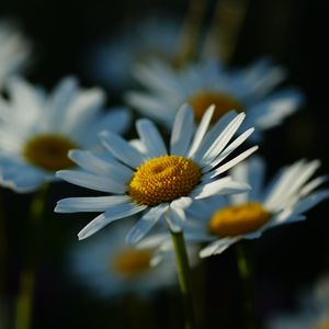 Preview wallpaper daisies, petals, flowers, stems, blur