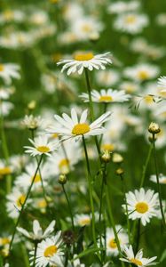 Preview wallpaper daisies, petals, flowers, leaves