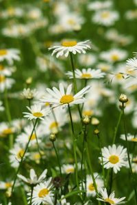 Preview wallpaper daisies, petals, flowers, leaves