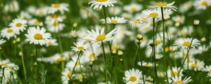 Preview wallpaper daisies, petals, flowers, leaves