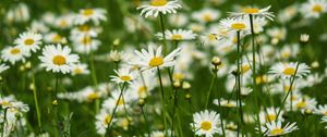 Preview wallpaper daisies, petals, flowers, leaves