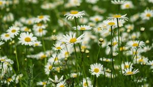 Preview wallpaper daisies, petals, flowers, leaves