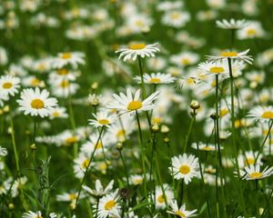 Preview wallpaper daisies, petals, flowers, leaves