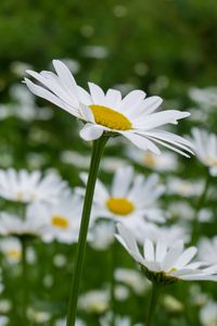 Preview wallpaper daisies, petals, flowers, blur