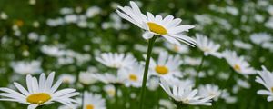 Preview wallpaper daisies, petals, flowers, blur