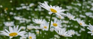 Preview wallpaper daisies, petals, flowers, blur
