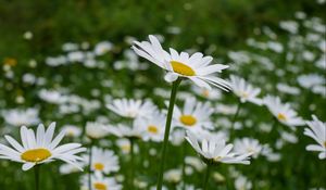 Preview wallpaper daisies, petals, flowers, blur