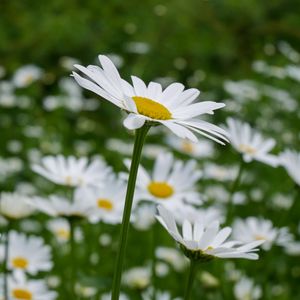 Preview wallpaper daisies, petals, flowers, blur