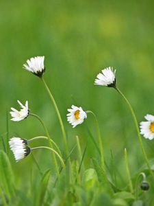 Preview wallpaper daisies, petals, flowers, grass