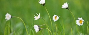 Preview wallpaper daisies, petals, flowers, grass