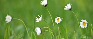 Preview wallpaper daisies, petals, flowers, grass