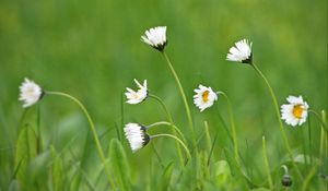 Preview wallpaper daisies, petals, flowers, grass