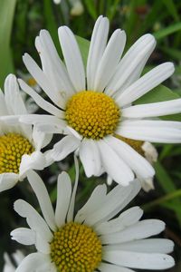 Preview wallpaper daisies, petals, flowers, herbs, meadow, close-up