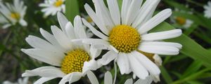 Preview wallpaper daisies, petals, flowers, herbs, meadow, close-up