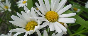 Preview wallpaper daisies, petals, flowers, herbs, meadow, close-up