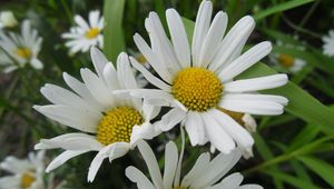 Preview wallpaper daisies, petals, flowers, herbs, meadow, close-up