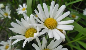 Preview wallpaper daisies, petals, flowers, herbs, meadow, close-up