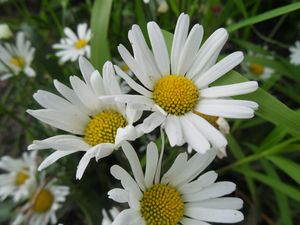 Preview wallpaper daisies, petals, flowers, herbs, meadow, close-up