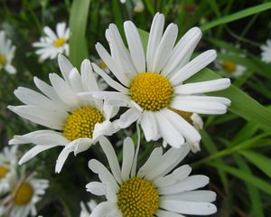 Preview wallpaper daisies, petals, flowers, herbs, meadow, close-up