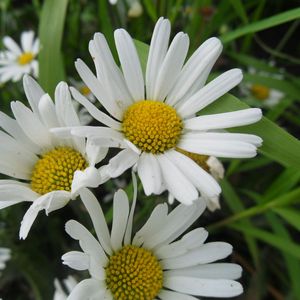 Preview wallpaper daisies, petals, flowers, herbs, meadow, close-up