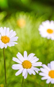 Preview wallpaper daisies, petals, flowers, pollen