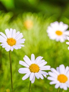 Preview wallpaper daisies, petals, flowers, pollen