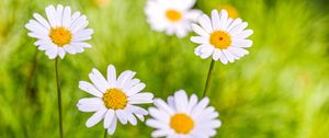 Preview wallpaper daisies, petals, flowers, pollen