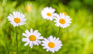 Preview wallpaper daisies, petals, flowers, pollen