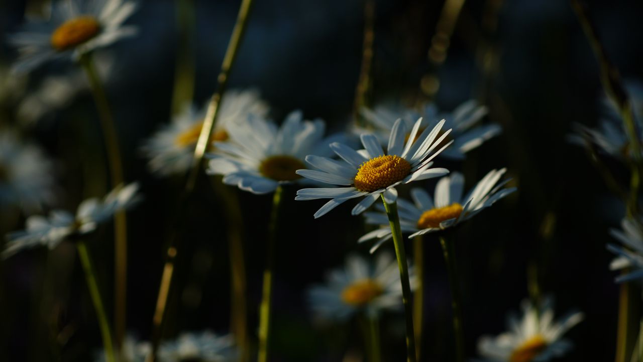 Wallpaper daisies, plants, flowers, petals, dark