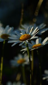 Preview wallpaper daisies, plants, flowers, petals, dark