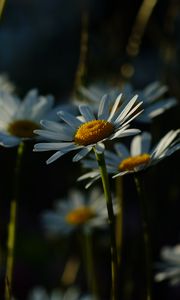 Preview wallpaper daisies, plants, flowers, petals, dark