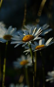 Preview wallpaper daisies, plants, flowers, petals, dark