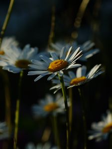Preview wallpaper daisies, plants, flowers, petals, dark