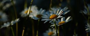 Preview wallpaper daisies, plants, flowers, petals, dark