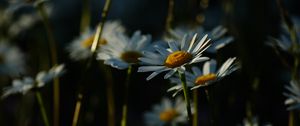 Preview wallpaper daisies, plants, flowers, petals, dark