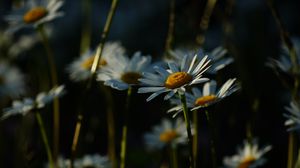 Preview wallpaper daisies, plants, flowers, petals, dark