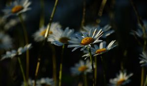 Preview wallpaper daisies, plants, flowers, petals, dark