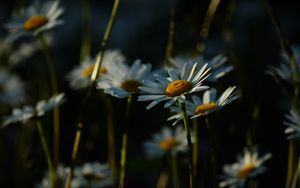 Preview wallpaper daisies, plants, flowers, petals, dark