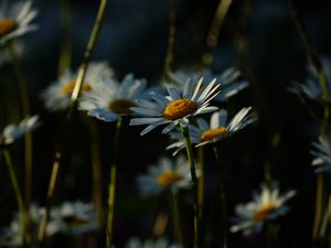 Preview wallpaper daisies, plants, flowers, petals, dark