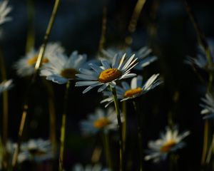 Preview wallpaper daisies, plants, flowers, petals, dark