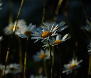 Preview wallpaper daisies, plants, flowers, petals, dark
