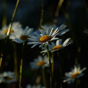 Preview wallpaper daisies, plants, flowers, petals, dark