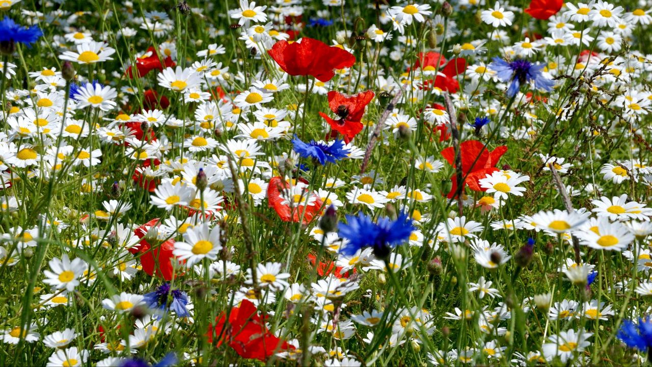 Wallpaper daisies, poppies, cornflowers, ears, meadow, summer