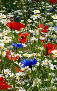 Preview wallpaper daisies, poppies, cornflowers, ears, meadow, summer